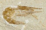 Two Cretaceous Fossil Shrimp - Lebanon #349673-2